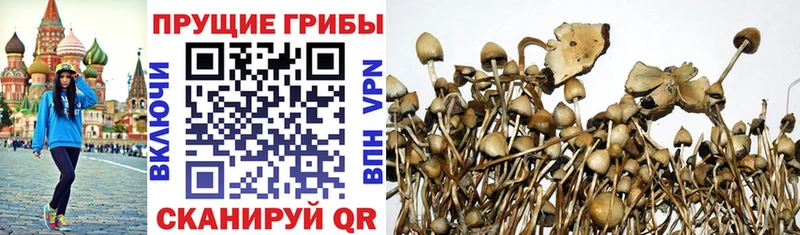 гидра зеркало  что такое   Спасск  Галлюциногенные грибы MAGIC MUSHROOMS 